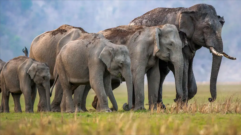 Rajaji National Park Package